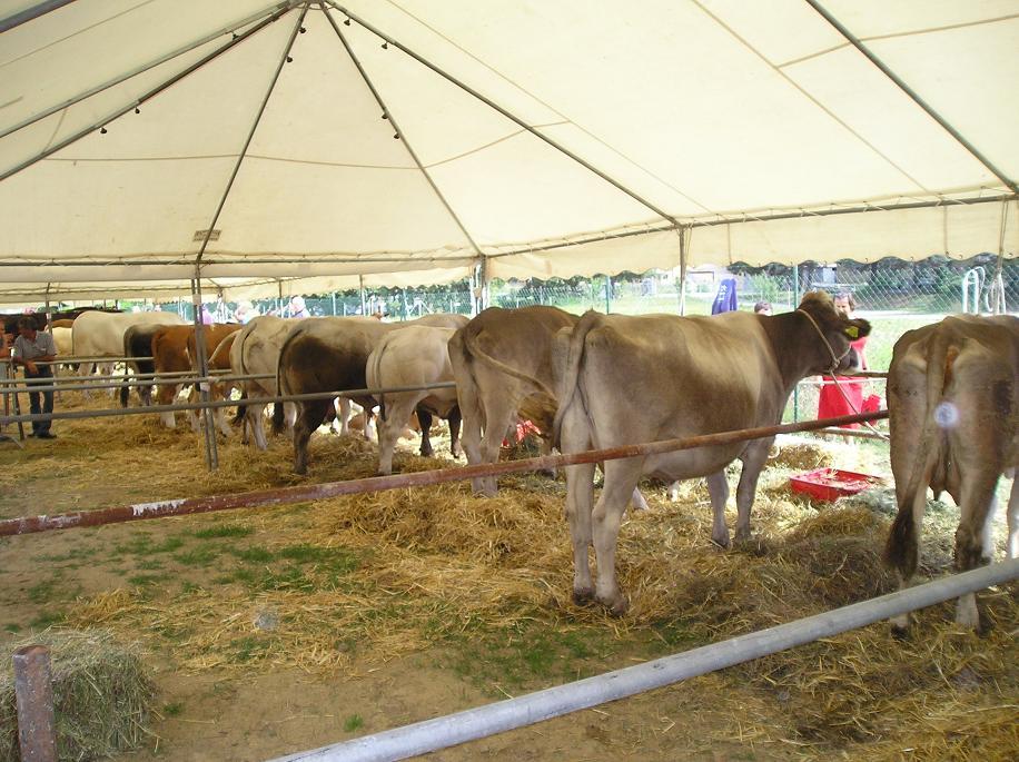 FieraBestiane (60).JPG